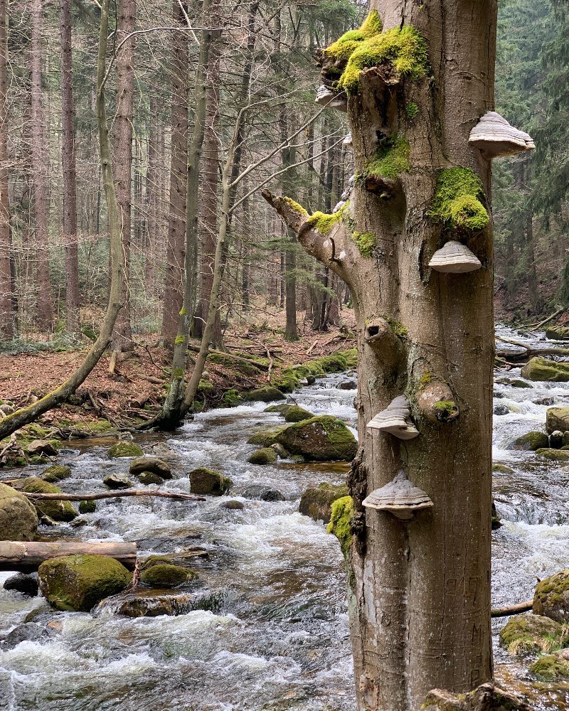 strom houby