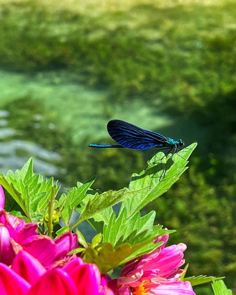 Albánie Blue Eye vážka