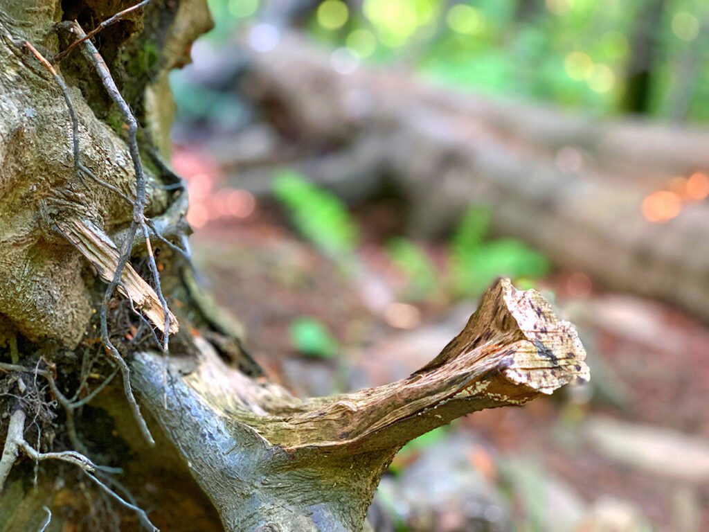 Pohoří Bieszczady Polsko strom