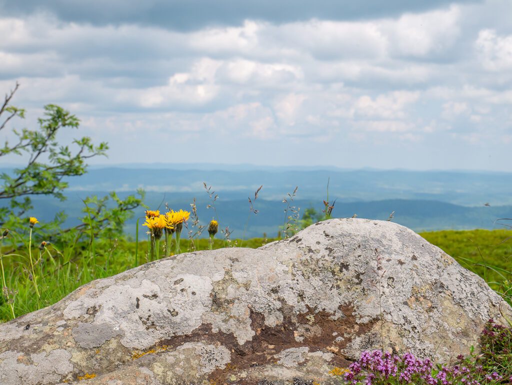 Pohoří Bieszczady Polsko kamen květiny