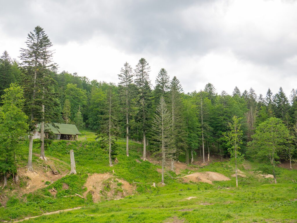 Pohoří Bieszczady Polsko louka les